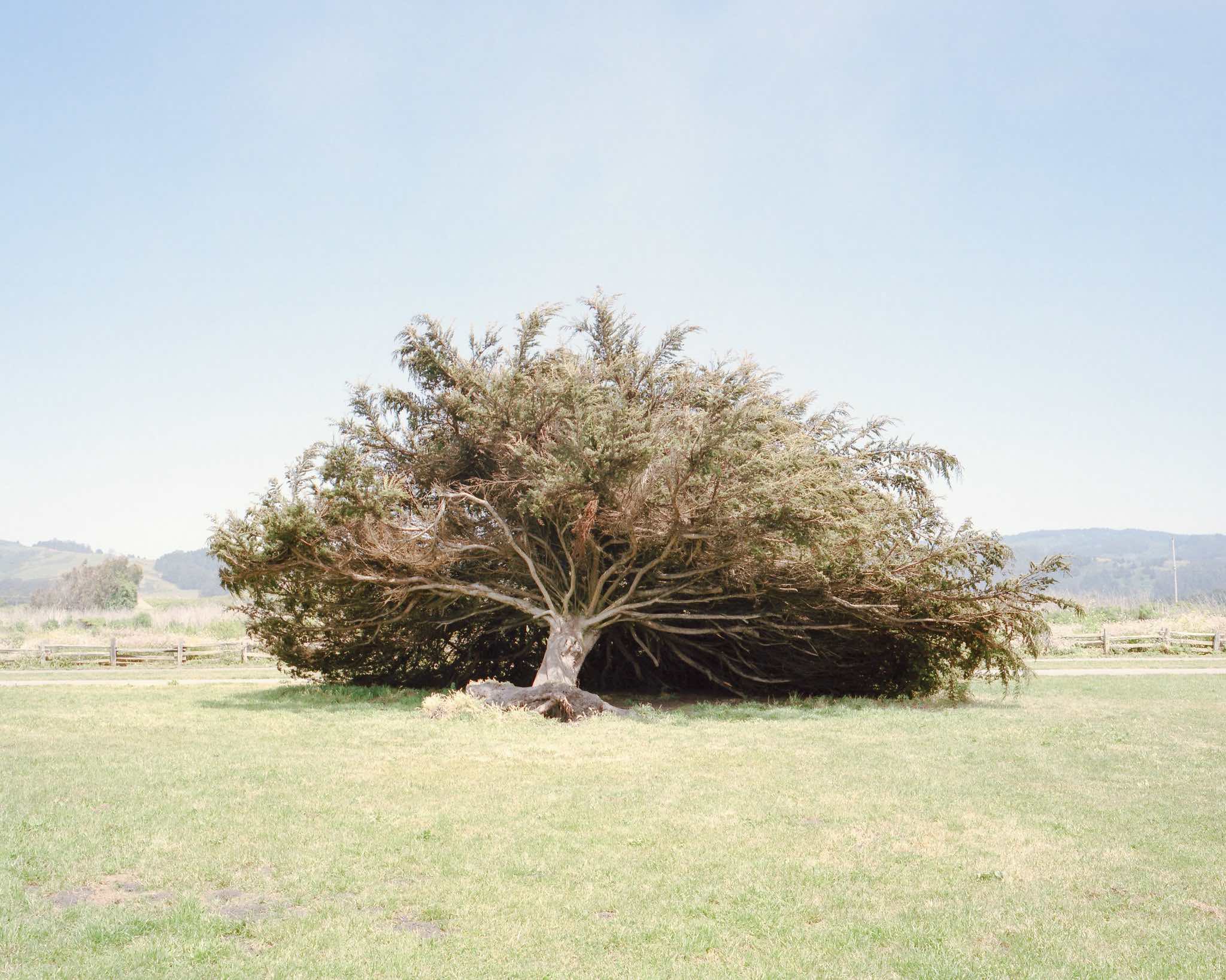 photograph of a fallen tree in Half Moon Bay, CA